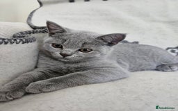British Shorthair cats for sale: 1 Amazing Female Kitten - Image 3