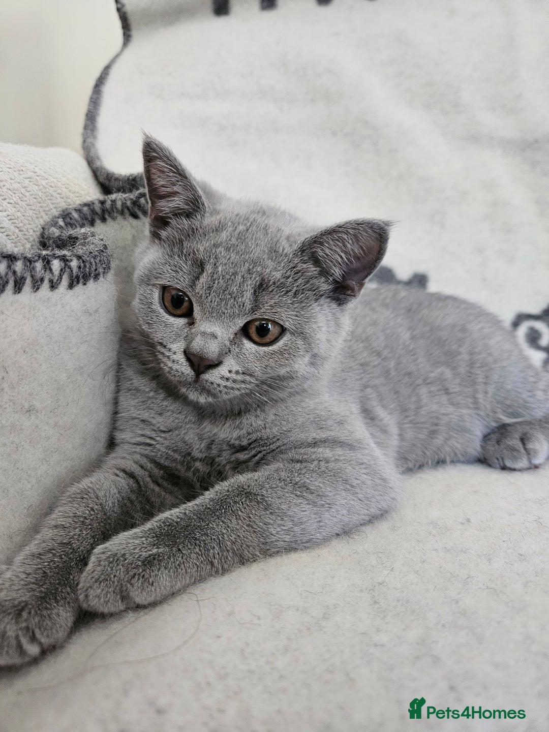 British Shorthair cats for sale: 1 Amazing Female Kitten - Image 3