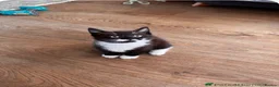 Mixed Breed cats for sale: Tuxedo Kittens looking for a loving home  - Advert 7