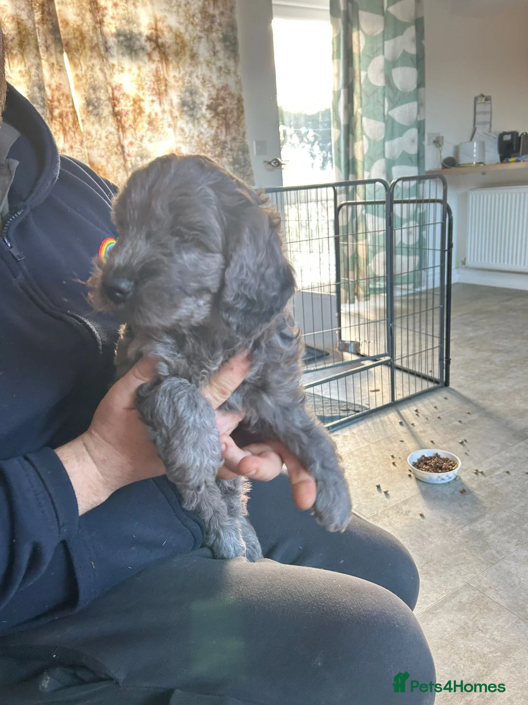 Cockapoo dogs for sale: Cockerpoo / cockapoo - Advert 21