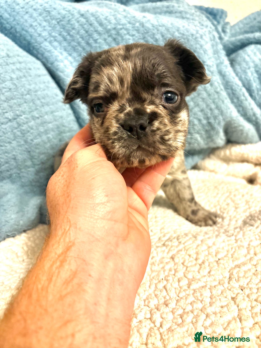 French Bulldog dogs for sale: Fluffy French Bulldog Puppies  - Advert 10