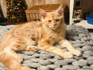 Maine Coon cats Cream smoke TICA Maine coon boy READY NOW - Advert 1