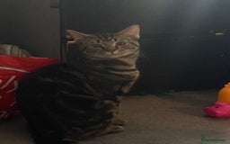 British Shorthair cats for sale: Two male boys - Image 1
