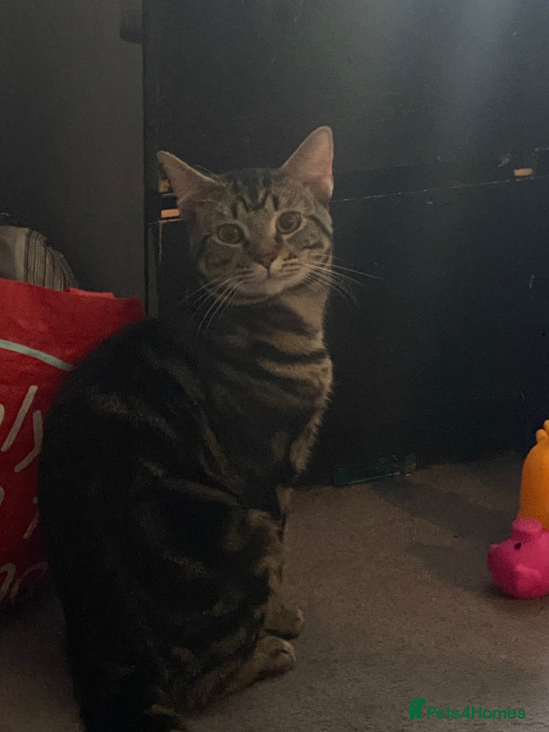 British Shorthair cats for sale: Two male boys - Image 1
