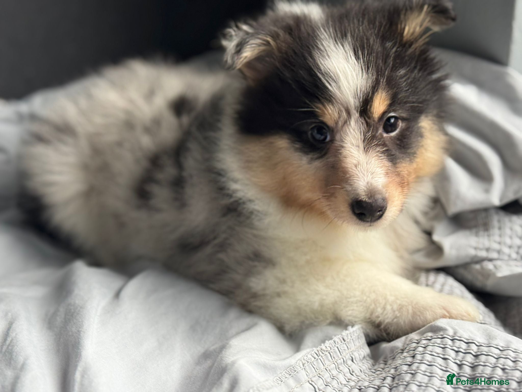 Shetland Sheepdog dogs Shetland sheepdog  - Advert 16