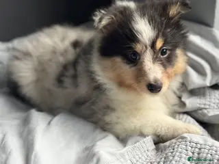 Shetland Sheepdog dogs Shetland sheepdog - Advert 16