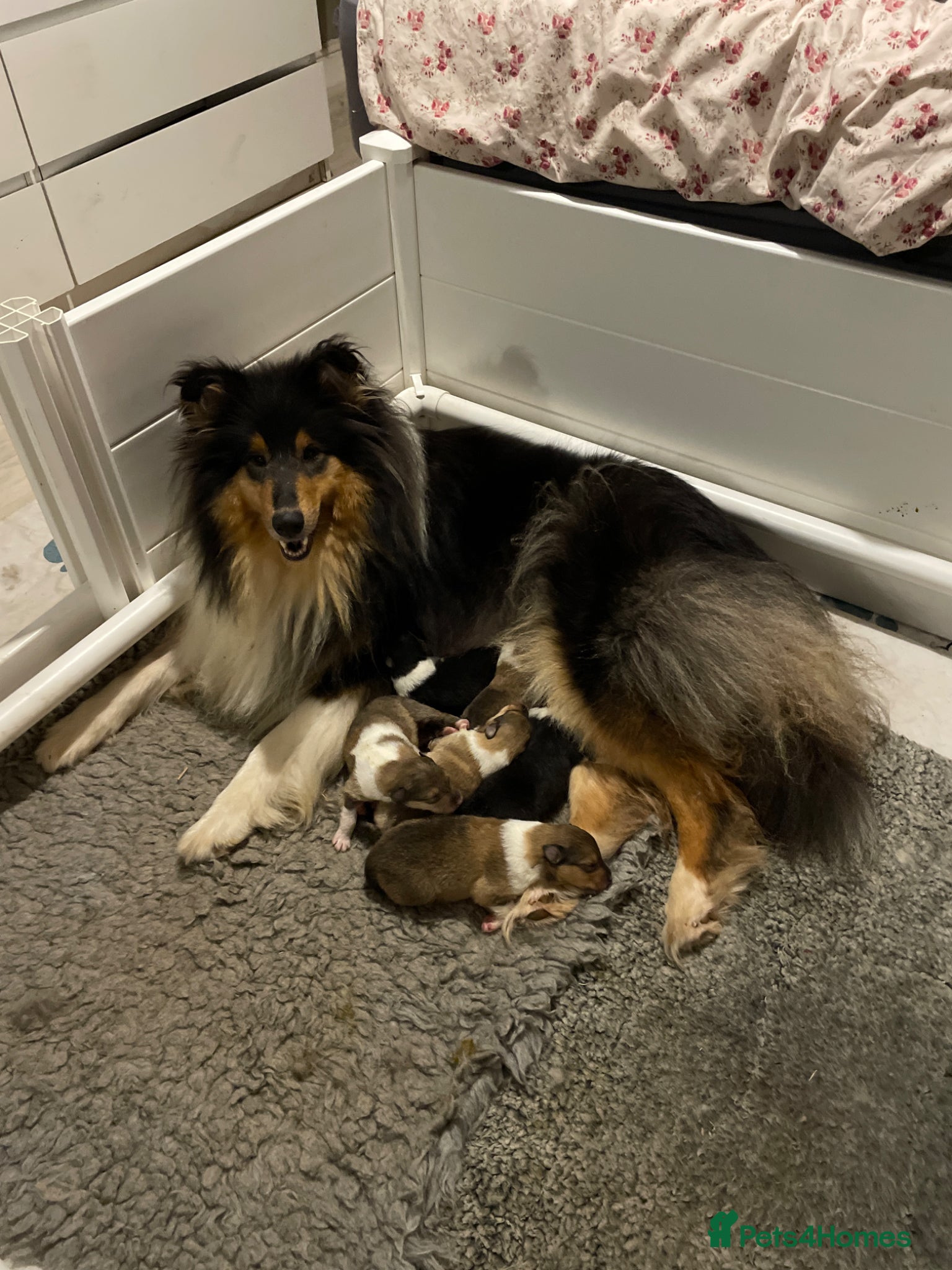 Rough Collie dogs KC Registered sable and white rough collie - Advert 3