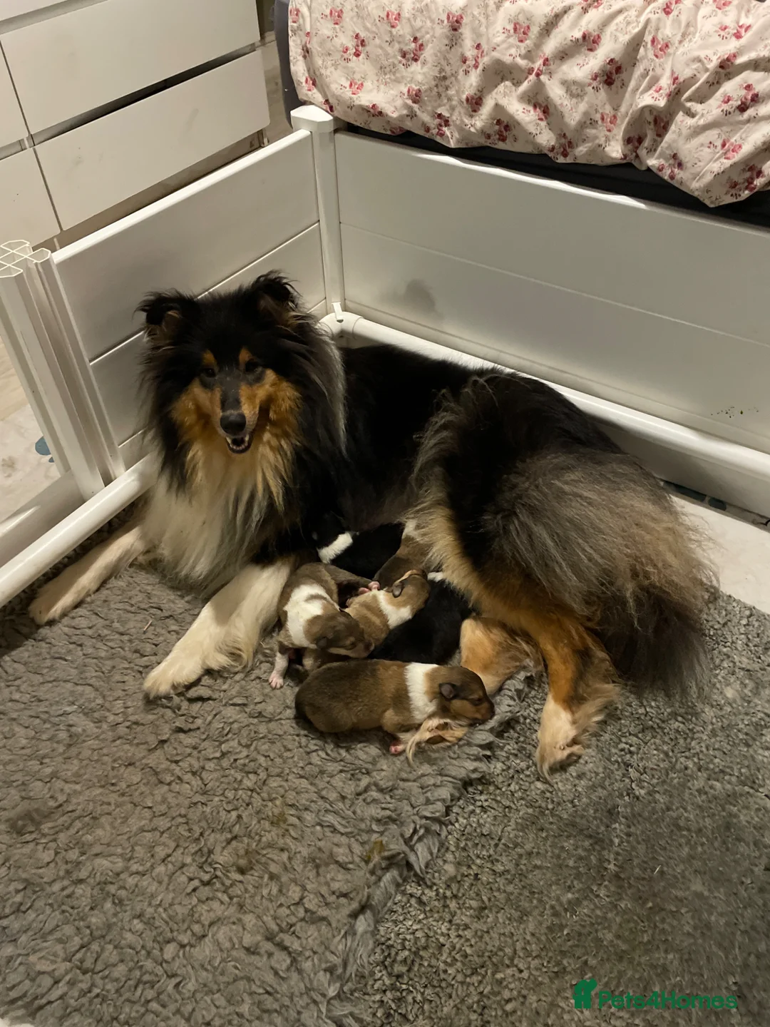 Rough Collie dogs for sale: KC Registered sable and white rough collie - Advert 1