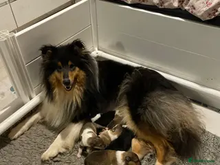 Rough Collie dogs KC Registered sable and white rough collie - Advert 3