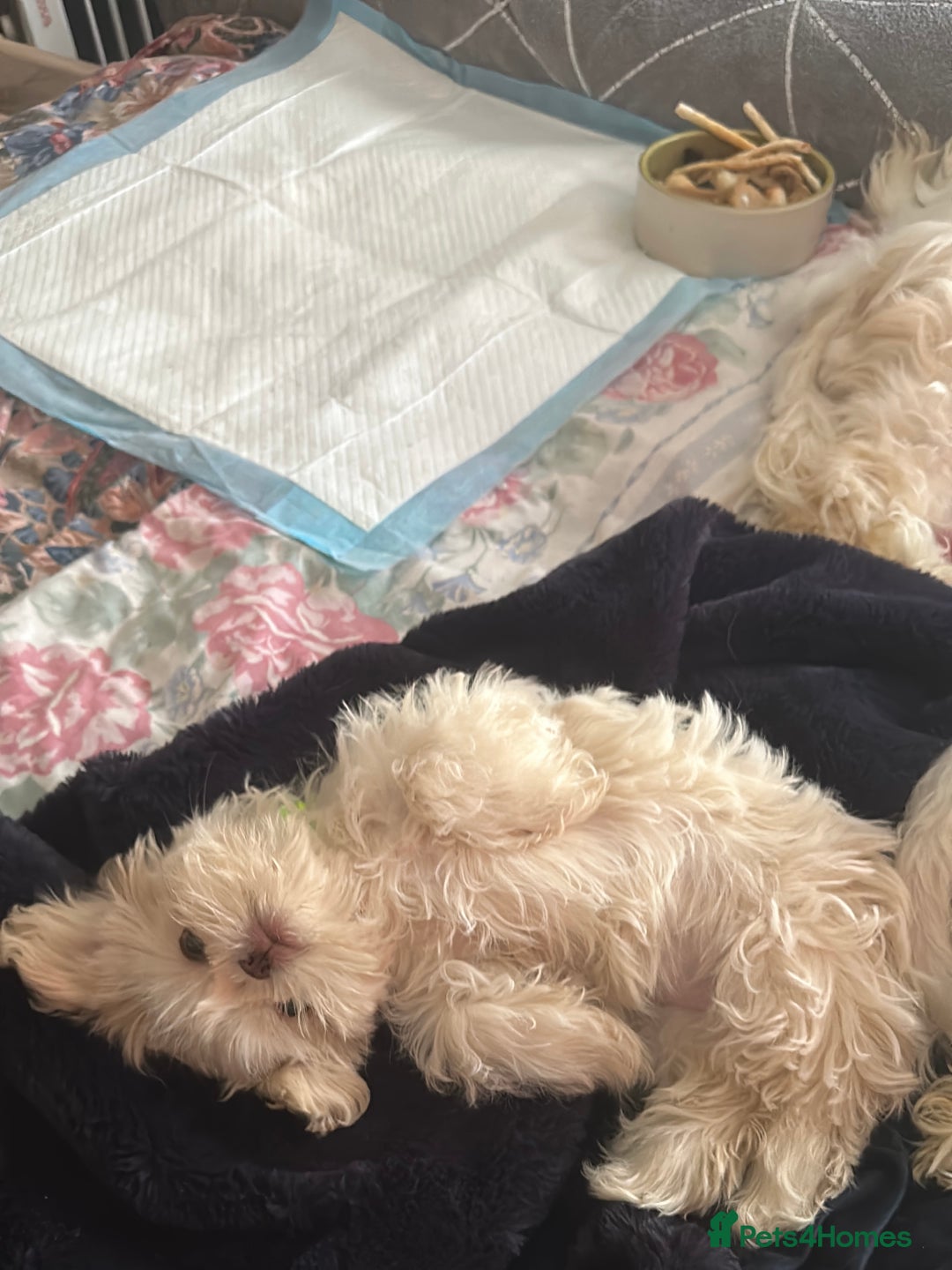 Shih Tzu dogs for sale: Lavender White Imperial Shih Tzu Puppies - Advert 27