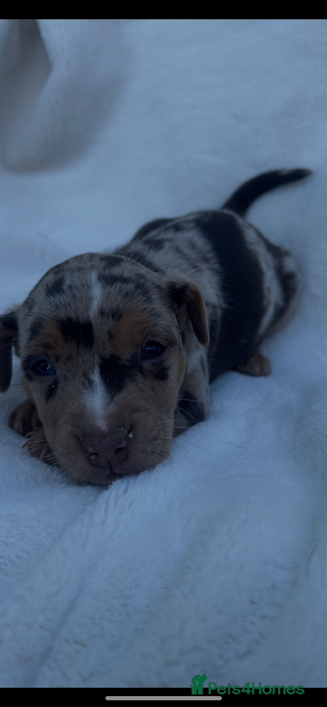 Jack Russell dogs for sale: Stunning Jack Russell Puppies  - Image 7