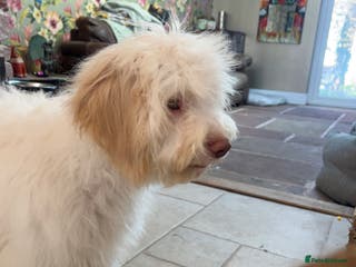 Lagotto Romagnolo dogs Quality lagotto pups - Advert 1