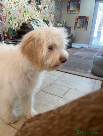 Lagotto Romagnolo dogs Quality lagotto pups - Advert 5