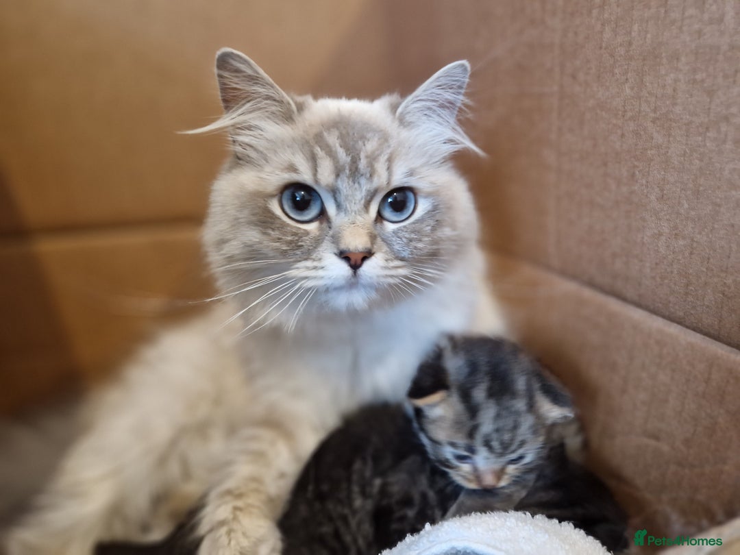 Mixed Breed cats for sale: Ragdoll x kittens x 2  - Image 2