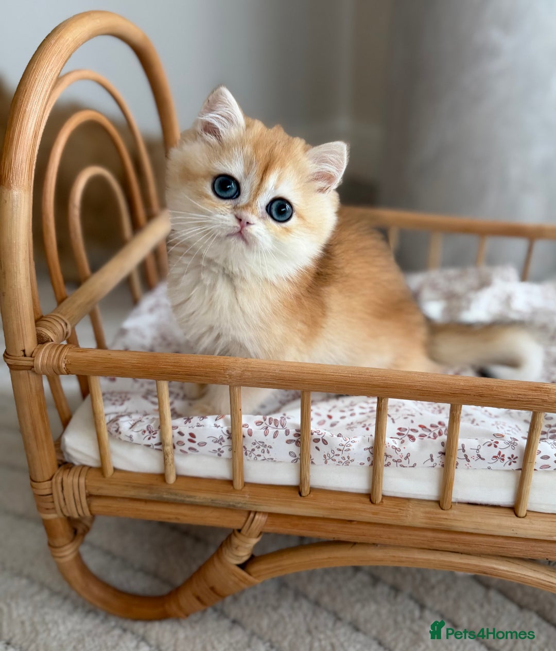 British Shorthair cats for sale: Golden British shorthair kittens - Advert 20