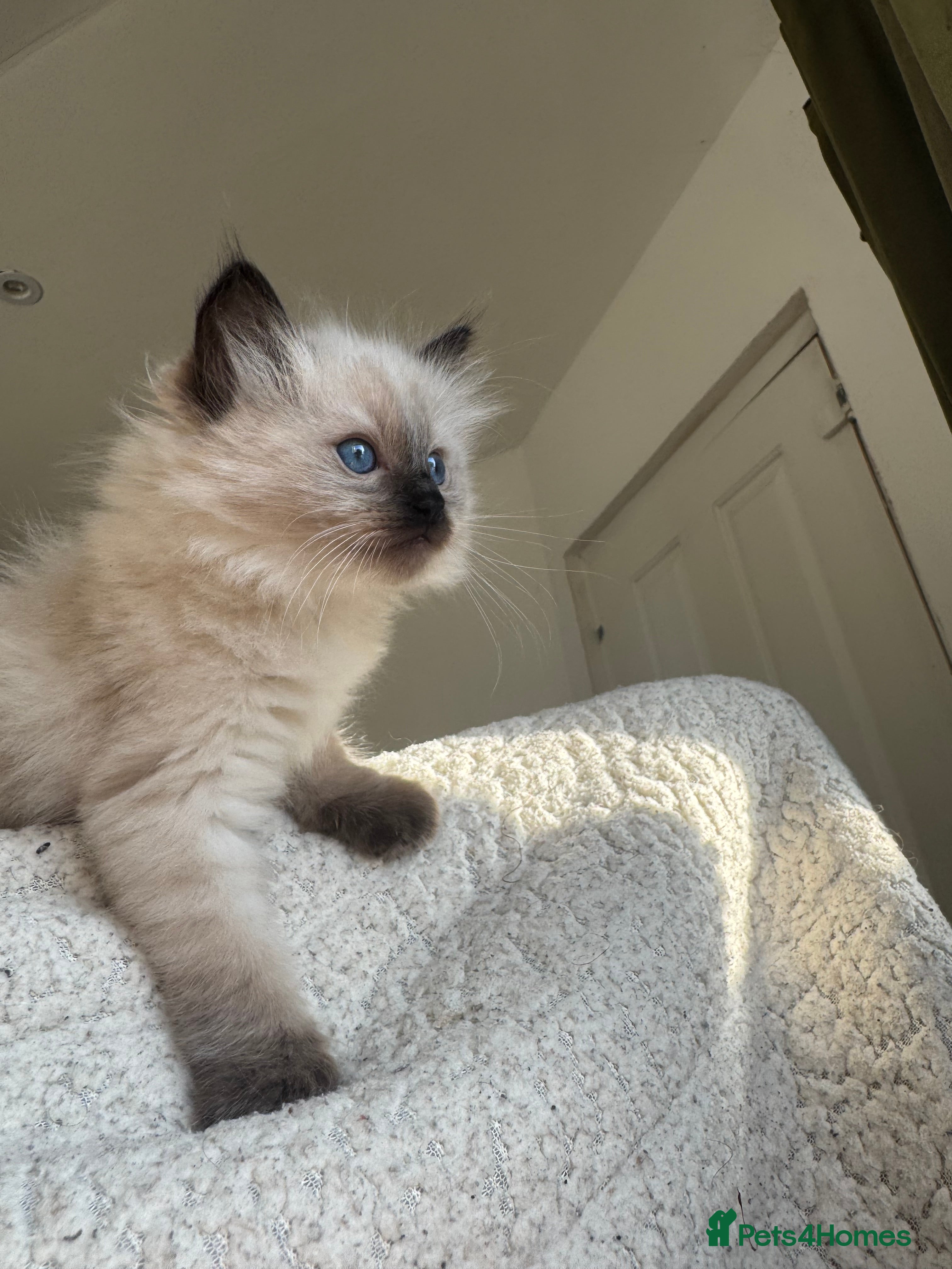 Ragdoll cats Pure Ragdoll Kittens – 8 Weeks Old–Ready in 2 Days - Advert 10