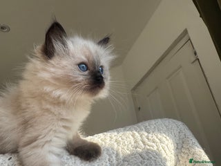 Ragdoll cats Pure Ragdoll Kittens – 8 Weeks Old–Ready in 2 Days - Advert 2