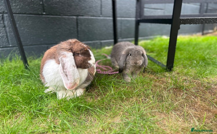 French Lop rabbits - Advert 1