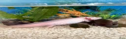 Axolotl reptiles for sale: Axolotl 2 years old  - Advert 3