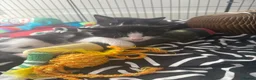 British Longhair cats for sale: Girl kittens for sale  in St. Neots - Advert 2