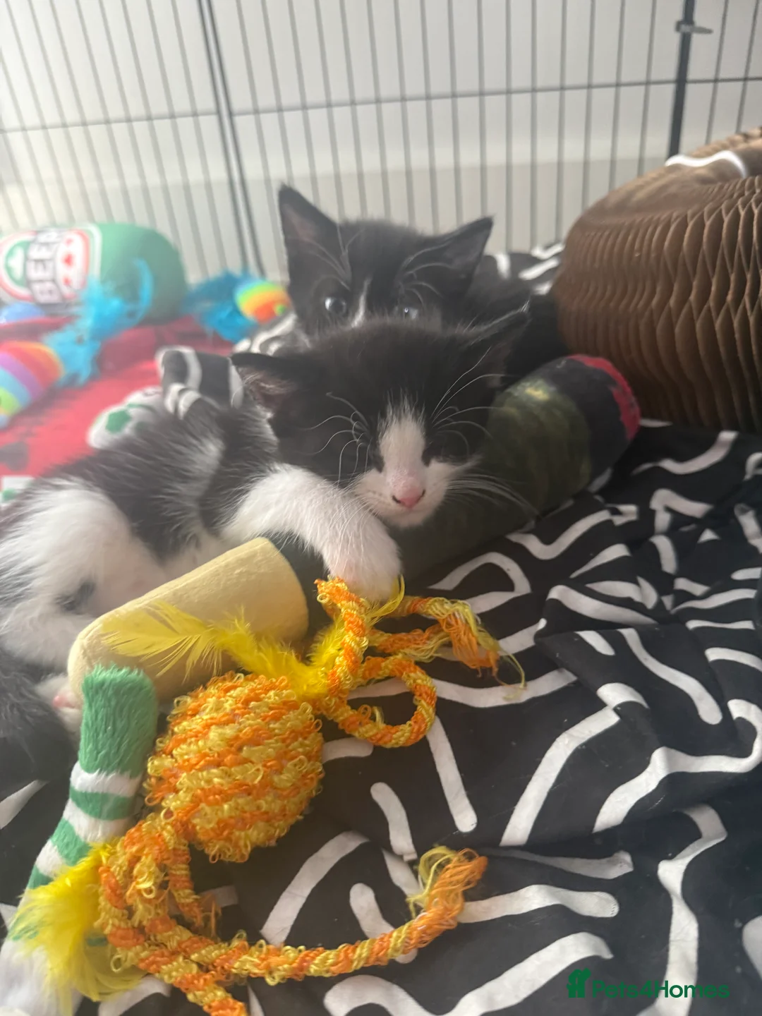 British Longhair cats for sale: Girl kittens for sale  in St. Neots - Advert 2
