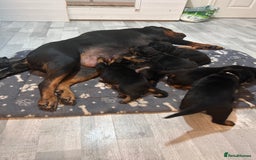 Rottweiler dogs for sale: Beautiful KC registered Rottweiler puppies  - Image 9