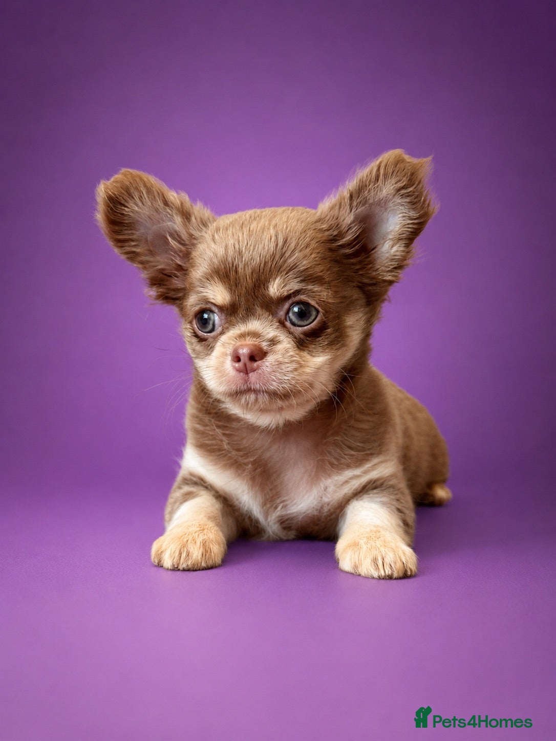 Chihuahua dogs Exceptional Pups Available to a Loving Forever 🏡  - Advert 2