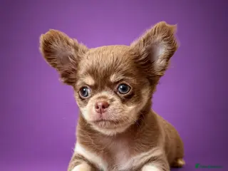 Chihuahua dogs Exceptional Pups Available to a Loving Forever 🏡 - Advert 2
