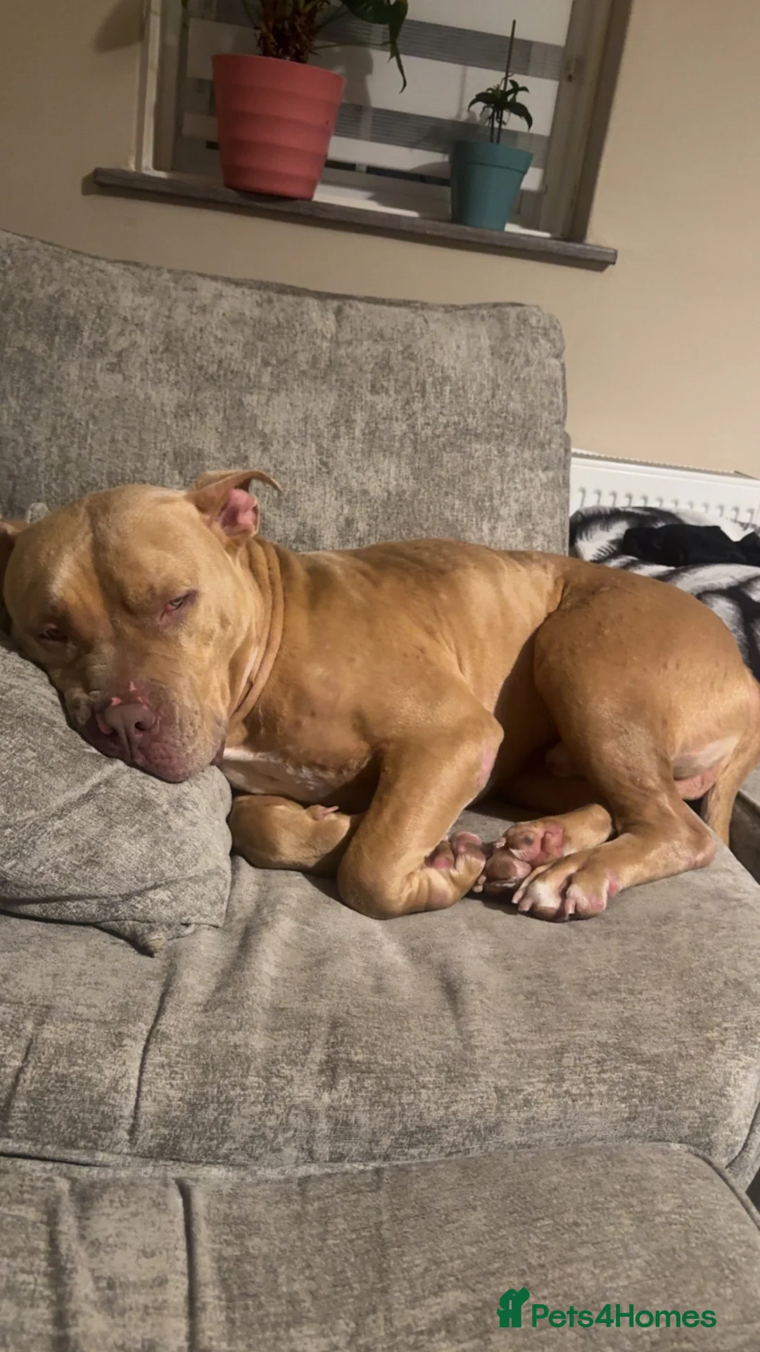 American Bully dogs for sale: Urgently needs to rehome due to moving  in Edgware - Advert 2