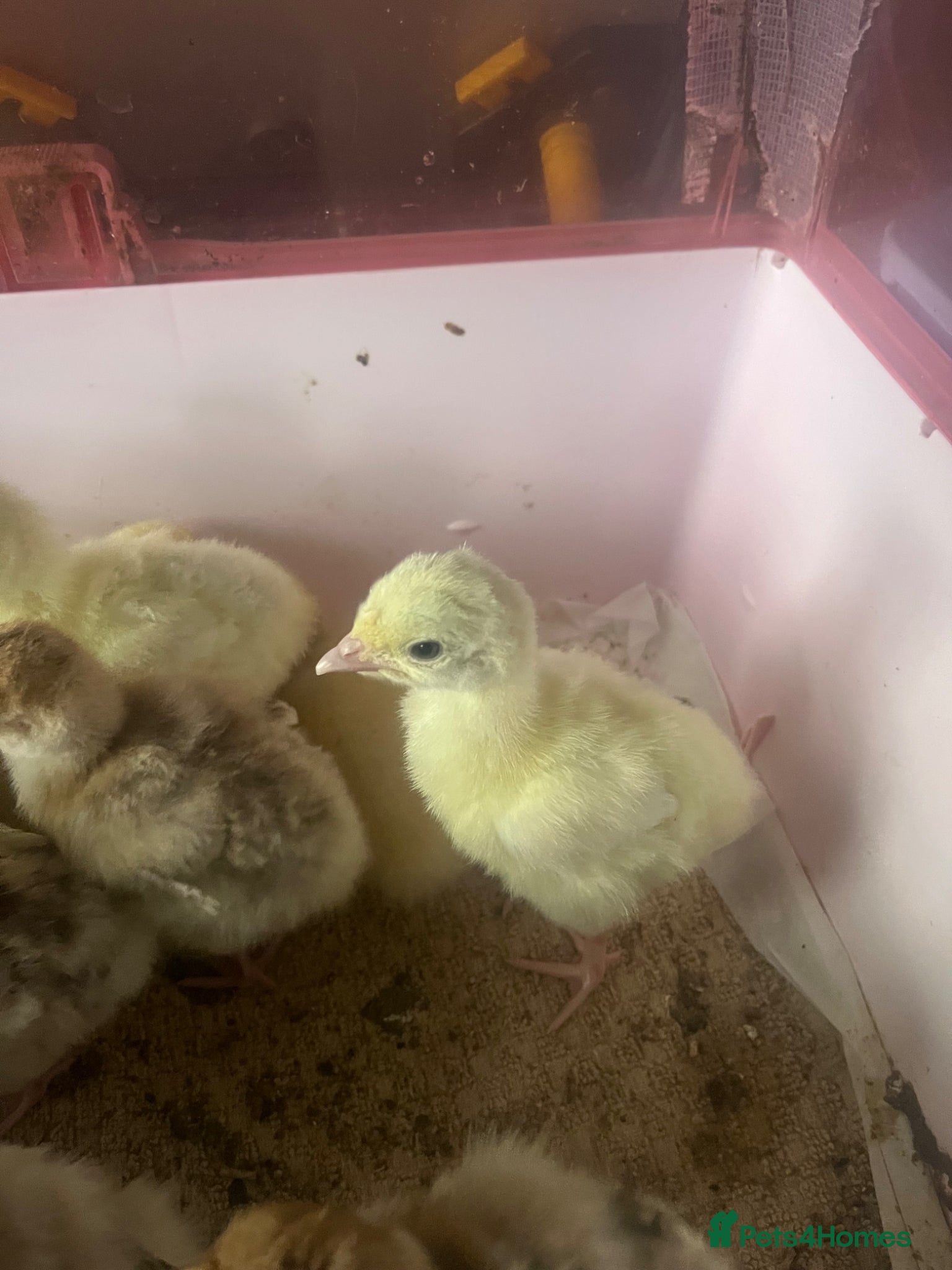 Turkeys poultry Crowllitzer and Bourbon Red Turkey Pullets  - Advert 17