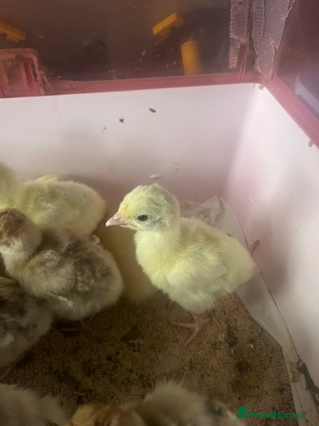 Turkeys poultry for sale: Crowllitzer and Bourbon Red Turkey Pullets  - Advert 1