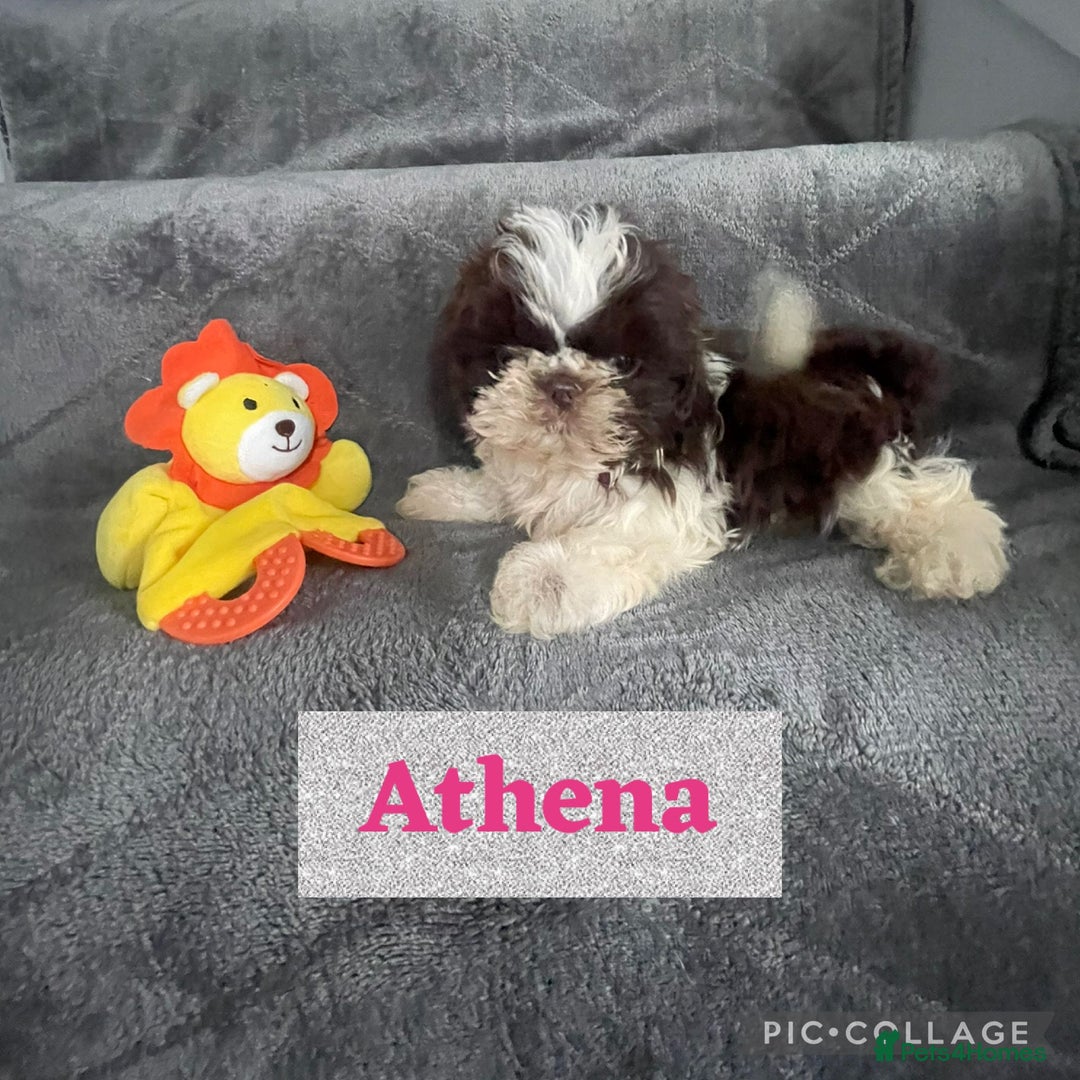 Shih Tzu dogs for sale: Imperial shih tzu pups  - Image 1