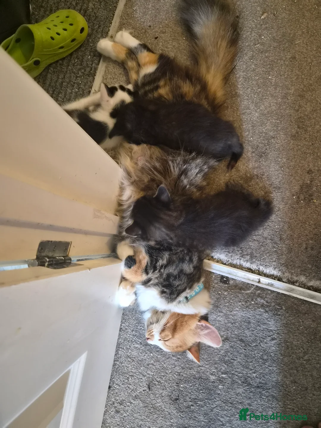 Mixed Breed cats for sale: 8 week old beautiful kittens in Didcot - Advert 2
