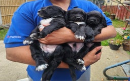 Sprocker dogs for sale: 2 black males !!! 😍 Beautifully marked sprocker! - Image 14