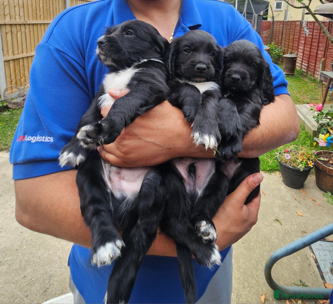 Sprocker dogs for sale: 2 black males !!! 😍 Beautifully marked sprocker! - Image 14