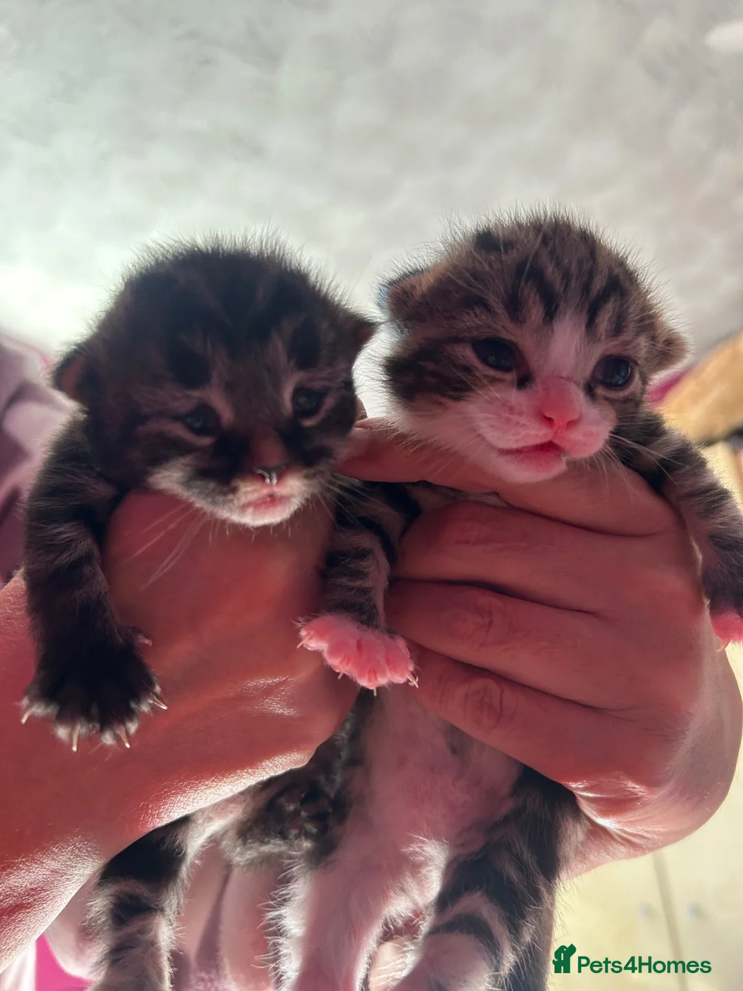 Mixed Breed cats for sale: 2 mixed breed kittens  in Basingstoke - Advert 1