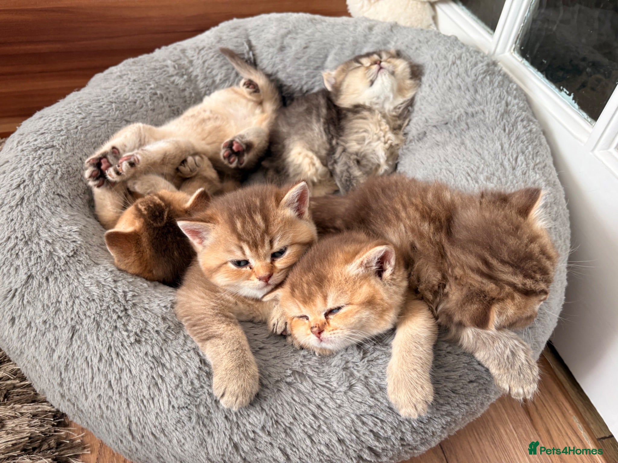 British Shorthair cats Golden british shorthair/ british longhair kittens - Advert 1
