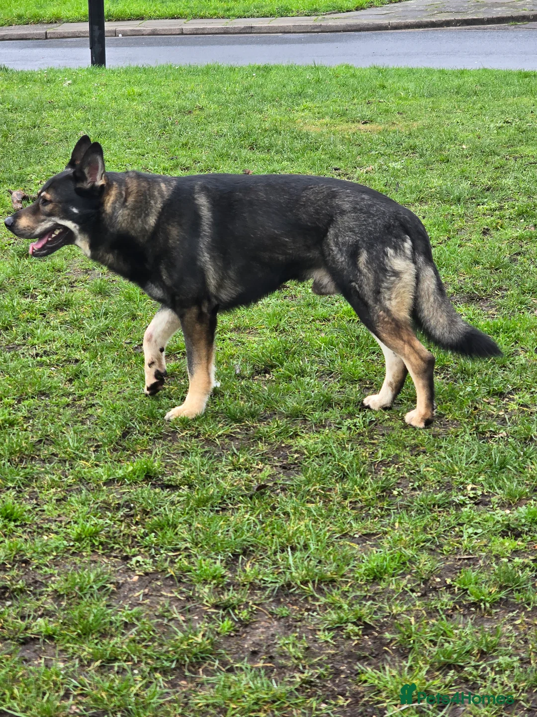 German Shepherd dogs for stud: German shepherd for stud - Advert 4