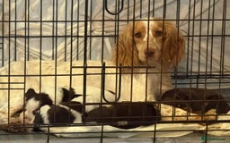 Cocker Spaniel dogs for sale: 4 cocker spaniel pups for sale  - Image 5