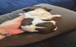 Shih Tzu dogs for sale: Shih tzu pups  - Image 9