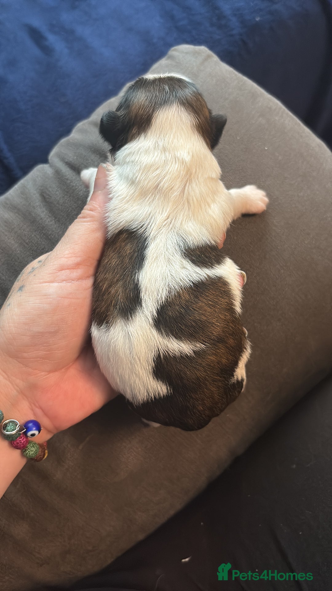 Shih Tzu dogs for sale: Shih tzu pups  - Image 9