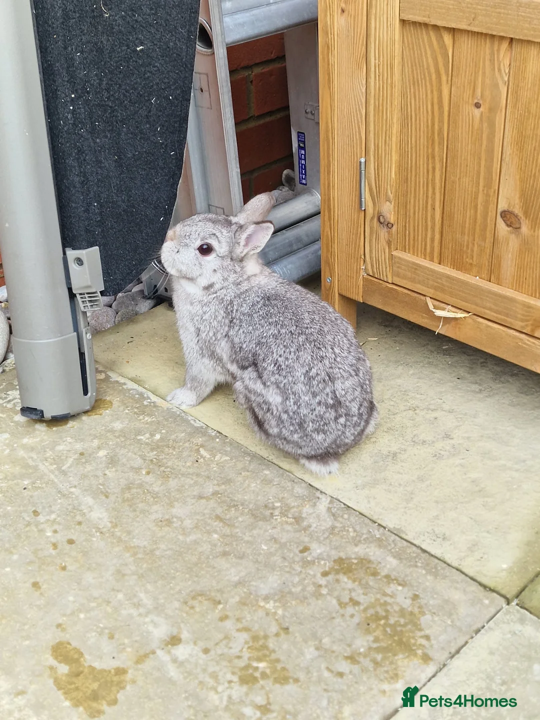 Netherland Dwarf rabbits for sale: 2 female Netherlands dwarf rabbits with hutch - Advert 18