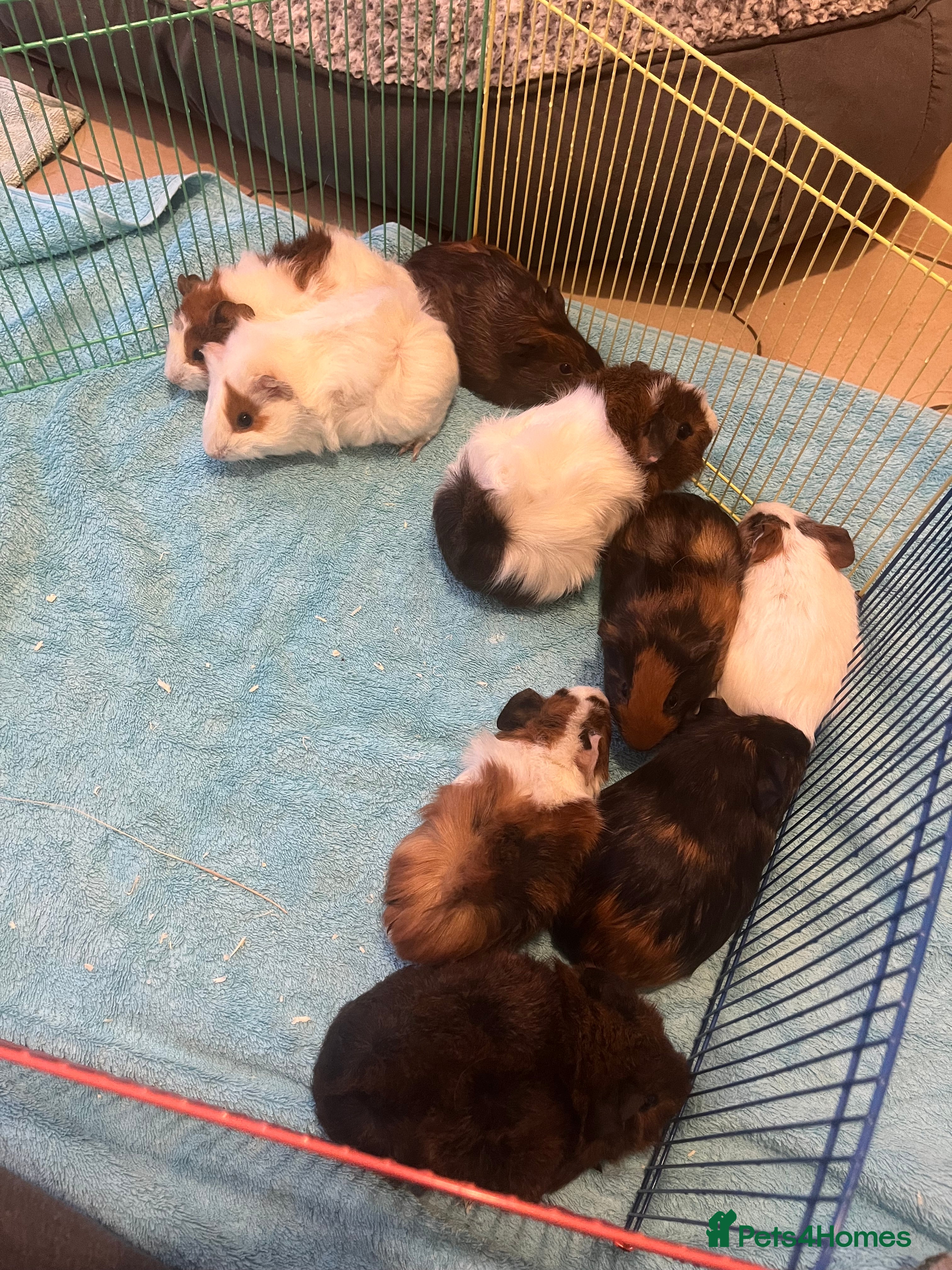 Guinea Pig rodents 5 Baby Guinea pigs  - Advert 7