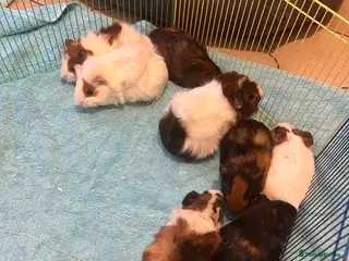 Guinea Pig rodents 5 Baby Guinea pigs - Advert 7