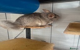Chinchilla rodents for sale: 2 Female Chinchillas and Full set up!  - Image 6