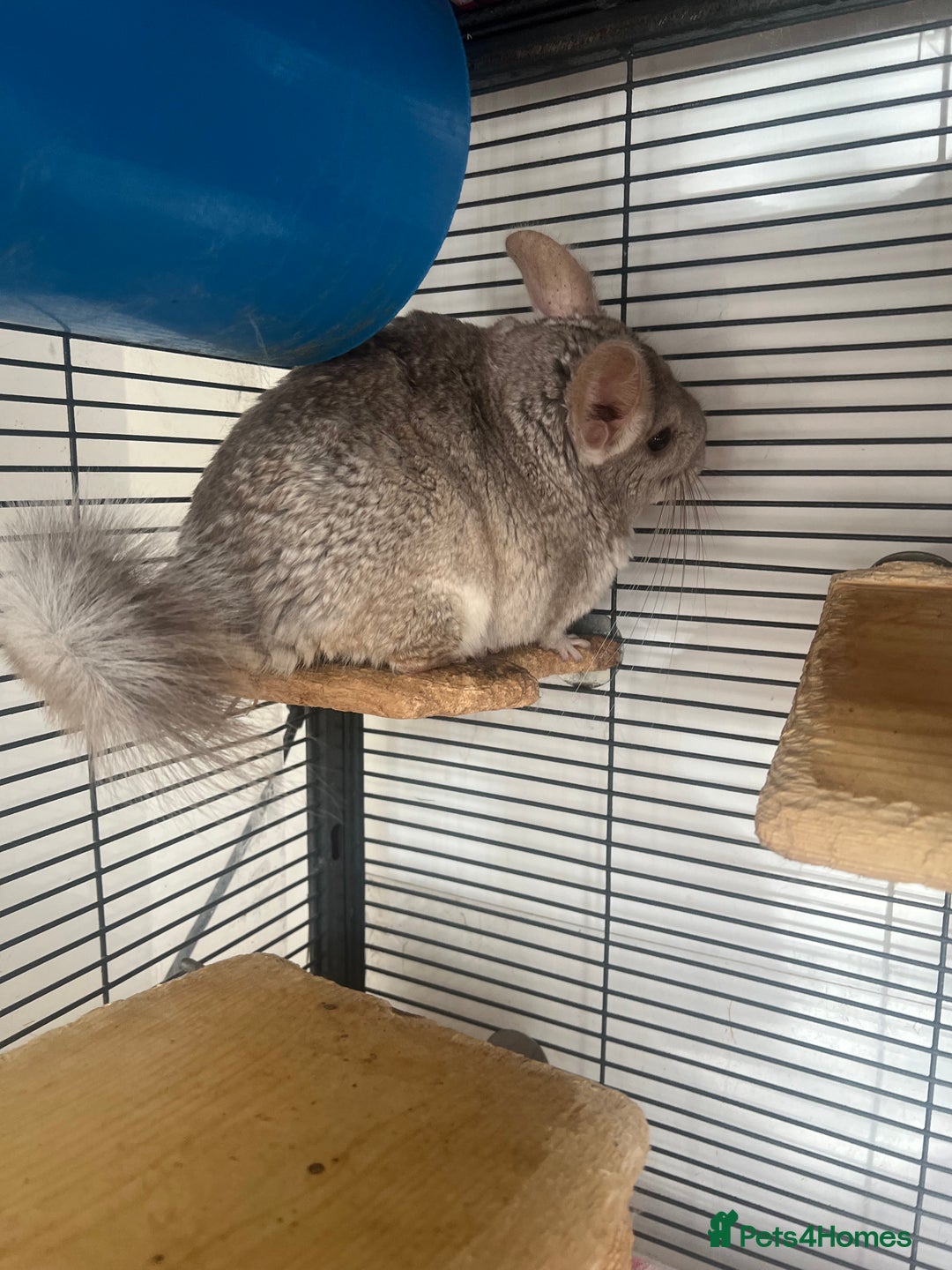 Chinchilla rodents for sale: 2 Female Chinchillas and Full set up!  - Image 6