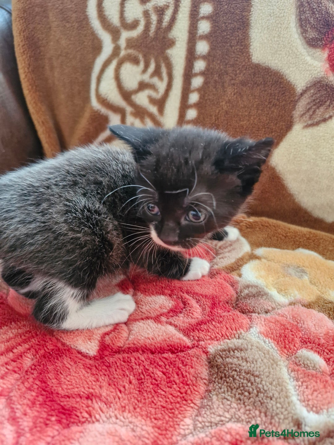 Mixed Breed cats for sale: Little kittens  - Advert 8