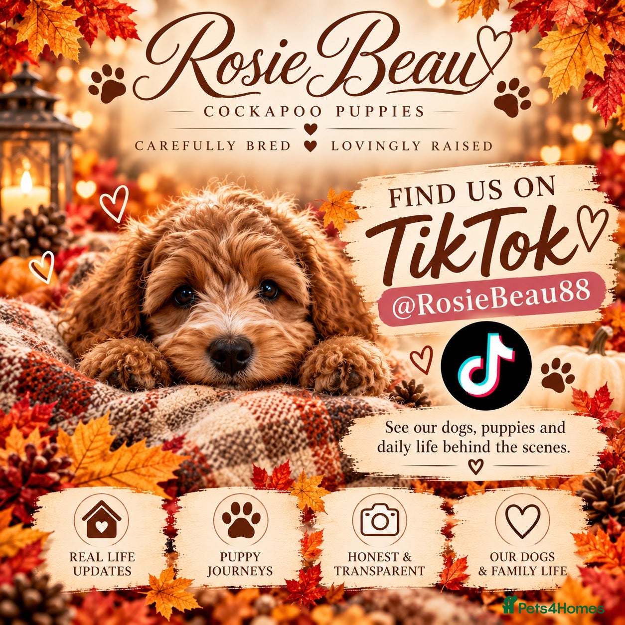 Cockapoo dogs Cockapoo puppy wait lists open  - Advert 2