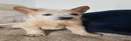 Australian Cattle Dog dogs for sale: 2 STUNNING RED BOYS KC ACD PUPS  - Advert 5