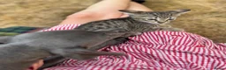 Savannah cats for sale: SavannahX GORGEOUS kittens  - Advert 18